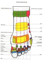 Réflexologie Pied gauche dessus