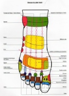 Réflexologie Pied droit dessus