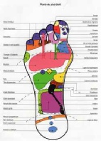 Réflexologie Pied droit